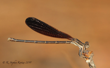 Argia fumipennis, female
